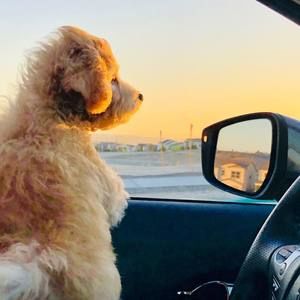 Meet your Posher, Rose